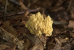 Рамария прямая (Ramaria stricta)