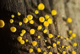 Аскоболус (Ascobolus lignatilis)