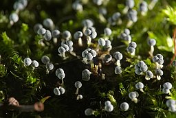 Физарум поникающий (Physarum nutans)