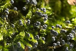 Физарум поникающий (Physarum nutans)