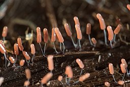 Стемонитопсис (Stemonitopsis typhina)