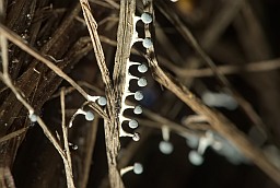 Физарум поникающий (Physarum nutans)