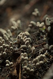 Арцирия пепельная (Arcyria cinerea)