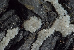 Трихия обманчивая (Trichia decipiens)