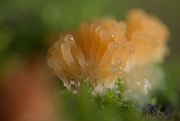 Тубифера ржавая (Tubifera ferruginosa)