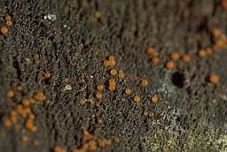 Аскоболус? (Ascobolus lignatilis)