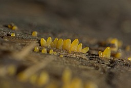Калоцера роговидная (Calocera cornea)