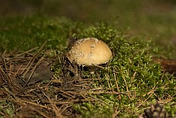 Мухомор пантерный (Amanita pantherina)
