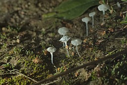 Деликатула маленькая (Delicatula integrella)