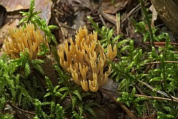 Рамария прямая (Ramaria stricta)