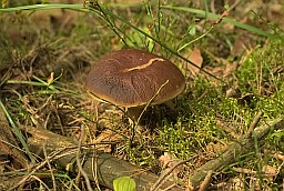 Белый гриб (Boletus edulis)