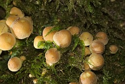 Ложноопёнок серно-жёлтый (Hypholoma fasciculare)