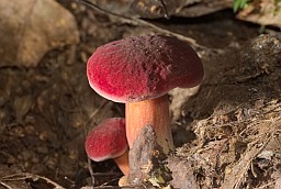 Моховик красный (Xerocomus rubellus)