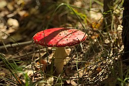 Мухомор красный (Amanita muscaria)