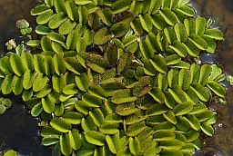 Сальвиния плавающая (Salvinia natans)