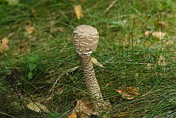 Гриб-зонтик пёстрый (Macrolepiota procera)
