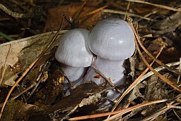 Паутинник сизо-голубой? (Cortinarius caerulescens)